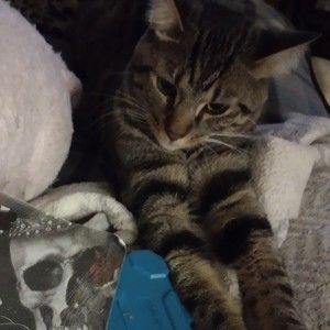 Meet your Posher, Connie